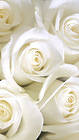 Samsung Galaxy S7 White Roses Wallpaper