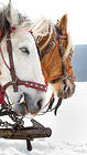 Winter Horses iPhone 6S Plus Wallpaper