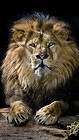iPhone 6S Plus King Lion Wallpaper