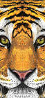 iPhone X Tiger Wallpaper