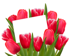 Transparent Red Tulips Decoration Clipart Picture