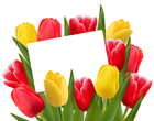 Transparent Red and Yellow Tulips Decoration PNG Clipart Picture