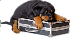 Black Puppy with Case Clipart