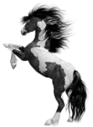 Black White Horse PNG Clipart Picture