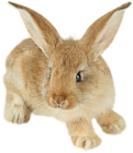 Brown Bunny PNG Picture