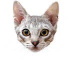 Cat Face PNG Clip Art Image