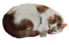 Cat Transparent PNG Clipart