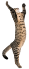 Cat on Two Legs Transparent Clip Art Image
