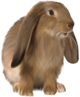 Cute Brown Bunny PNG Picture