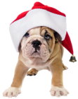 Cute Dog with Santa Hat Transparent PNG Picture