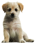Cute Puppy PNG Clipart Image
