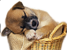 Cute Puppy in Basket Clip-art