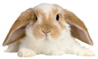 Cute Rabbit Transparent PNG Picture