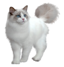 Cute White Kitten Transparent PNG Picture