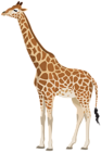 Giraffe Clipart Image