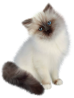 Kitten Transparent PNG Clipart