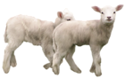 Lambs PNG Clipart Picture