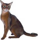 Large PNG Cat Clipart