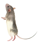 Mouse PNG Clipart Picture