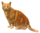 Orange Cat Transparent PNG Clipart