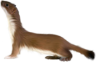 Otter PNG Art Picture