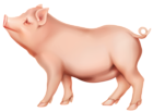 PIg PNG Clip Art Image