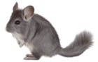 Painted Chinchilla PNG Picture Clipart