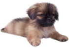Painted Cute Puppy PNG Clipart