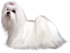 Painted Maltese Dog PNG Clipart Picture
