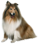 Painted Scotch Collie Dog PNG Picture Clipart