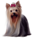 Painted Yorkshire Terrier PNG Picture