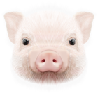 Pig Head PNG Clip Art Image