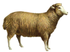 Sheep PNG Clipart Picture