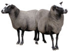 Sheeps PNG Picture
