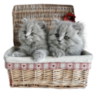 Small Kittens in Basket PNG Picture