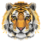 Tiger Head Transparent Clip Art Image