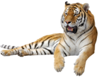 Tiger PNG Clipart Picture