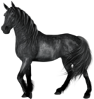 Transparent Black Horse