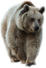 Transparent Brown Bear PNG Picture