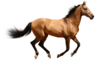 Transparent Brown Horse