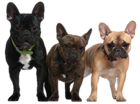 Transparent Dogs Picture
