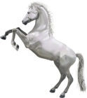Transparent White Horse