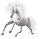 Transparent White Horse Art