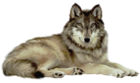 Transparent Wolf Clipart
