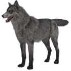Transparent Wolf PNG Picture