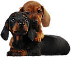 Two Cute Puppies PNG Clipart