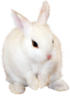 White Bunny PNG Clipart Image