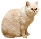 White Cat PNG Picture