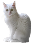 White Kitten Transparent PNG Clipart