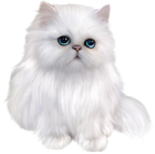 White Persian Cat Clipart